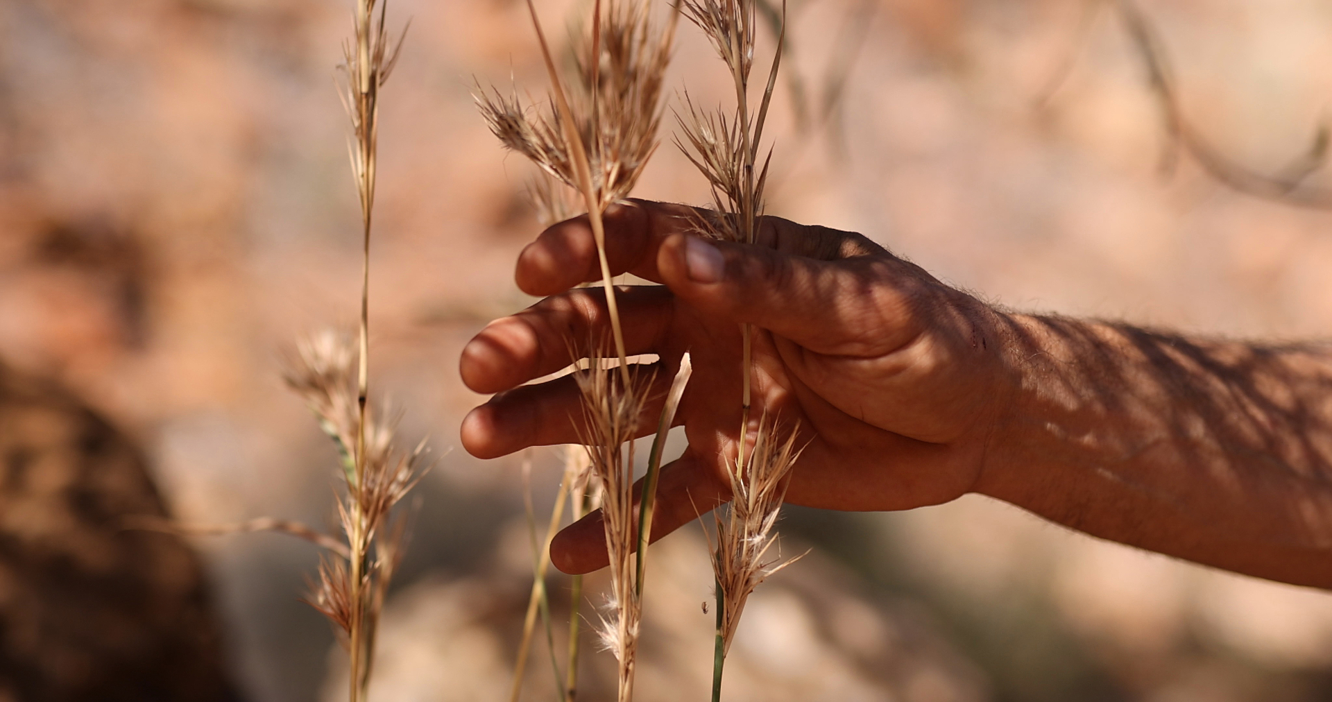 An Aboriginal Elder's hand gently touching native spinifex grass on Country